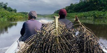 Vinculan el bienestar en la salud con la presencia de bosques. / Foto: ONU Noticias.