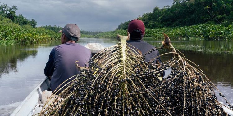 Vinculan el bienestar en la salud con la presencia de bosques. / Foto: ONU Noticias.
