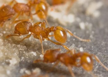 Hormigas de Fiyi. / Foto: Autoridad para la Bioseguridad de Fiyi.
