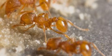 Hormigas de Fiyi. / Foto: Autoridad para la Bioseguridad de Fiyi.