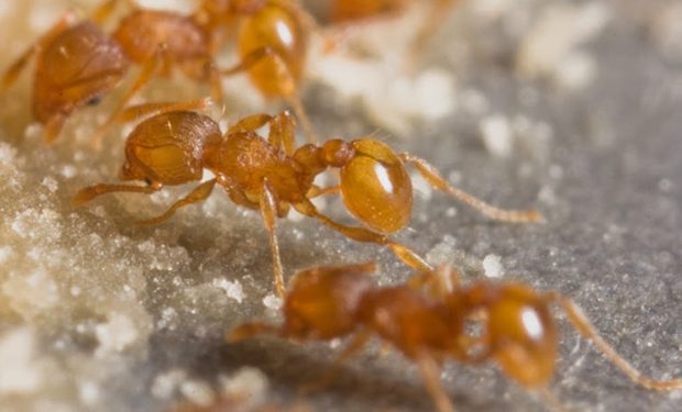 Hormigas de Fiyi. / Foto: Autoridad para la Bioseguridad de Fiyi.