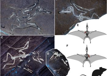 Estudian fósiles de crías de pterosaurios. / Foto: Current Biology, Universidad de Leicester.