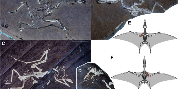 Estudian fósiles de crías de pterosaurios. / Foto: Current Biology, Universidad de Leicester.