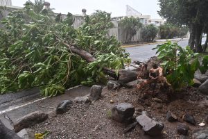 Árbol caído sobre carretera en Kingston, Jamaica, por el paso del huracán Melissa. / Foto: EFE.