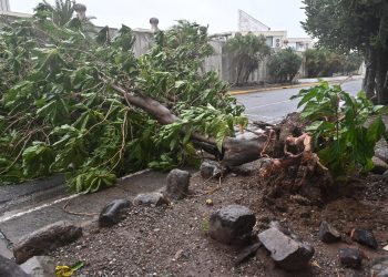Árbol caído sobre carretera en Kingston, Jamaica, por el paso del huracán Melissa. / Foto: EFE.