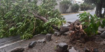 Árbol caído sobre carretera en Kingston, Jamaica, por el paso del huracán Melissa. / Foto: EFE.