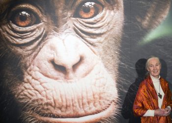 Muere Jane Goodall. / Foto: EFE.