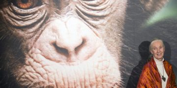 Muere Jane Goodall. / Foto: EFE.