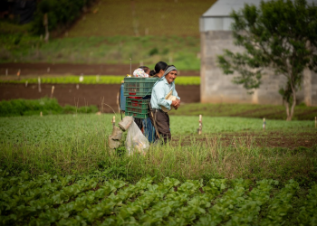 El crédito Tob'anik se ha convertido en una herramienta esencial para el desarrollo agrícola.