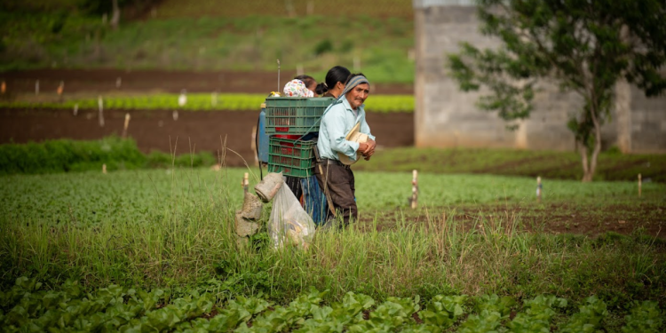 El crédito Tob'anik se ha convertido en una herramienta esencial para el desarrollo agrícola.