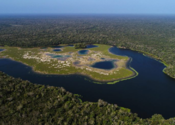 Reserva de la Biosfera Maya será monitoreada con drones./Foto: Conap.