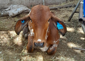 El MAGA destacó que el SINAT GT representa un instrumento estratégico para la detección de patrones de movilización en caso de brotes de enfermedades. / Foto: MAGA