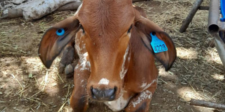 El MAGA destacó que el SINAT GT representa un instrumento estratégico para la detección de patrones de movilización en caso de brotes de enfermedades. / Foto: MAGA