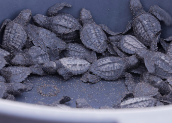 Guatemala trabaja bajo estrategias para la conservación de las tortugas marinas. (Foto: Analí Camey)