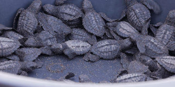 Guatemala trabaja bajo estrategias para la conservación de las tortugas marinas. (Foto: Analí Camey)