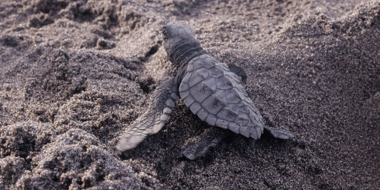 Fomentan la conservación de tortugas marinas y ecosistema manglar con el Rally Parlama. (Foto: Analí Camey)
