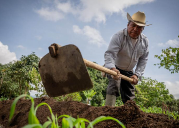 El crédito Tob'anik ha sido creado para impulsar el desarrollo de los agricultores que desean mejorar sus cultivos. / Foto: MAGA.