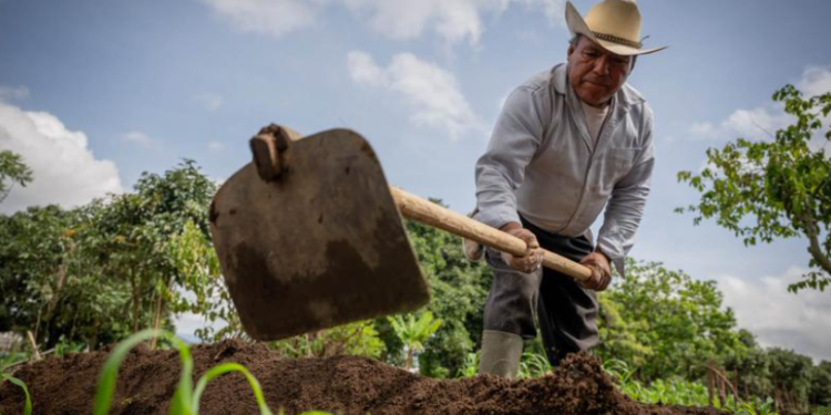 El crédito Tob'anik ha sido creado para impulsar el desarrollo de los agricultores que desean mejorar sus cultivos. / Foto: MAGA.