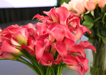 Guatemala se prepara el IV Congreso de Plantas Ornamentales. / Foto: Agexport.