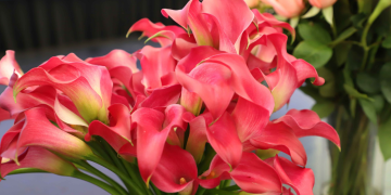 Guatemala se prepara el IV Congreso de Plantas Ornamentales. / Foto: Agexport.