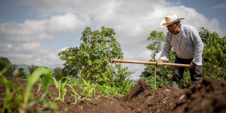 El crédito Tob’anik representa una herramienta clave para reactivar la economía rural. / Foto: Álvaro Interiano.