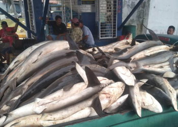 Las acciones ejecutadas forman parte del trabajo permanente del MAGA para promover una pesca responsable y sostenible. / Foto: MAGA