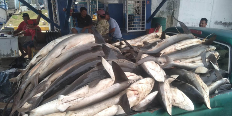 Las acciones ejecutadas forman parte del trabajo permanente del MAGA para promover una pesca responsable y sostenible. / Foto: MAGA