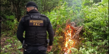 La SGAIA suma otro logro en su labor constante de frenar la producción y distribución de drogas. / Foto: PNC.