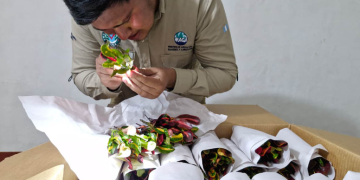Protocolos fitosanitarios Los productos agrícolas nacionales llegan a más de 70 países en total. / Foto: MAGA