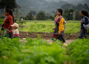 El Crédito Tob'anik se consolida así como una herramienta clave para reactivar la economía agrícola. / Foto: Álvaro Interiano.