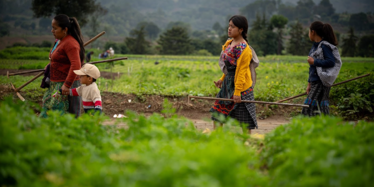 El Crédito Tob'anik se consolida así como una herramienta clave para reactivar la economía agrícola. / Foto: Álvaro Interiano.