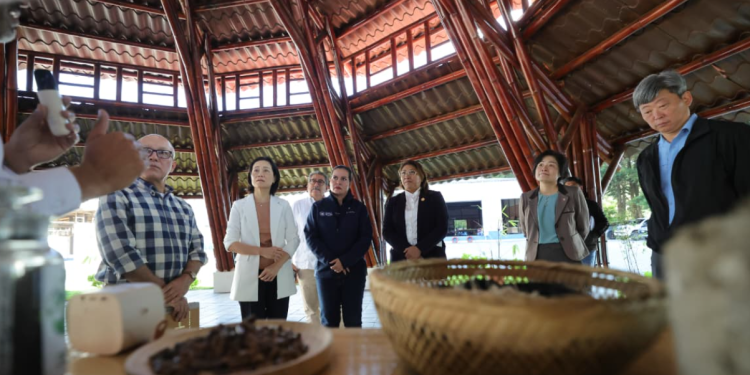 El fortalecimiento de la industria del bambú representa un paso importante hacia un modelo económico más sostenible y ecológico. / Foto: MAGA