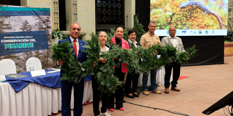Lanzan la Campaña Nacional para la Conservación del Pinabete. (Foto: Noé Pérez )