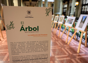 Exposición fotográfica resalta esfuerzos de conservación del pinabete en Guatemala. (Foto: Noé Pérez)