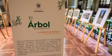 Exposición fotográfica resalta esfuerzos de conservación del pinabete en Guatemala. (Foto: Noé Pérez)