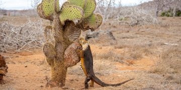 Esta estrategia busca favorecer la conservación de esta especie de iguanas. / Foto: X @parquegalapagos.