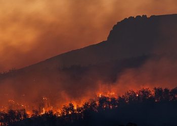 Ocurrieron incendios forestales desastrosos en todo el mundo, pero se concentraron en los biomas mediterráneos. /Foto: Noticias ONU