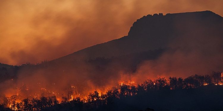 Ocurrieron incendios forestales desastrosos en todo el mundo, pero se concentraron en los biomas mediterráneos. /Foto: Noticias ONU