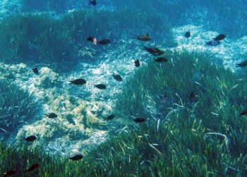 El plancton es esencial para regular la química de los océanos y la temperatura del planeta.