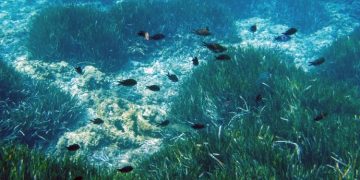 El plancton es esencial para regular la química de los océanos y la temperatura del planeta.