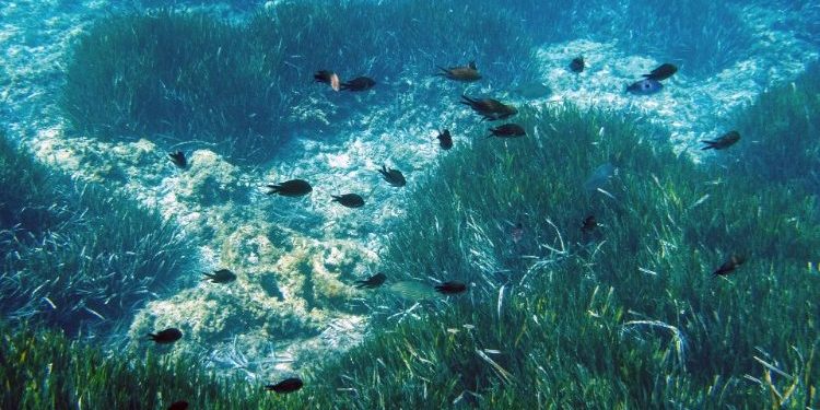 El plancton es esencial para regular la química de los océanos y la temperatura del planeta.