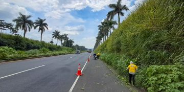 Limpian la autopista Palín–Escuintla: retiran maleza y basura de la carretera. / Foto: Covial.