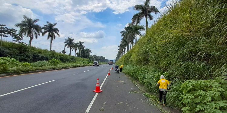 Limpian la autopista Palín–Escuintla: retiran maleza y basura de la carretera. / Foto: Covial.