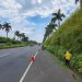 Limpian la autopista Palín–Escuintla: retiran maleza y basura de la carretera. / Foto: Covial.