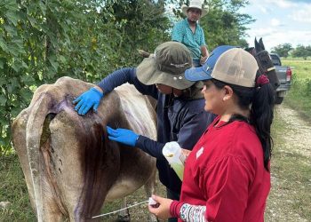 El Ministerio de Agricultura, Ganadería y Alimentación intensificó las medidas de control pecuario contra el gusano barrenador. (Foto: MAGA)
