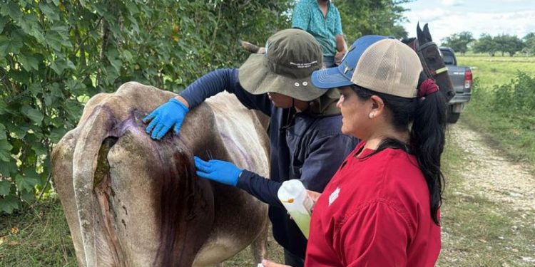 El Ministerio de Agricultura, Ganadería y Alimentación intensificó las medidas de control pecuario contra el gusano barrenador. (Foto: MAGA)