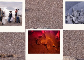 Guatemala promueve la conservación de tortugas marinas con limpieza de playas, recolección de huevos y liberación. (Fotos: Analí Camey y Manuel del Cid)