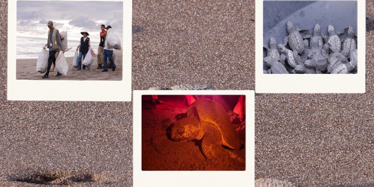 Guatemala promueve la conservación de tortugas marinas con limpieza de playas, recolección de huevos y liberación. (Fotos: Analí Camey y Manuel del Cid)