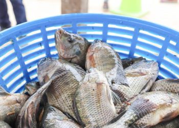 Las autoridades del MAGA recordaron a los pescadores y a la población en general la importancia de respetar la veda. / Foto: MAGA.