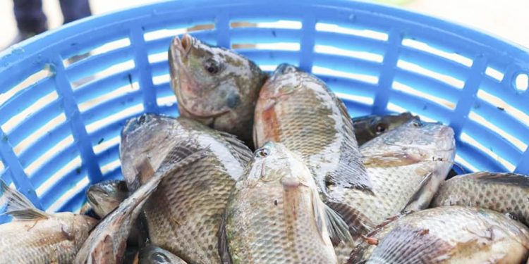 Las autoridades del MAGA recordaron a los pescadores y a la población en general la importancia de respetar la veda. / Foto: MAGA.